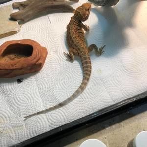 Meet your Posher, Leslie